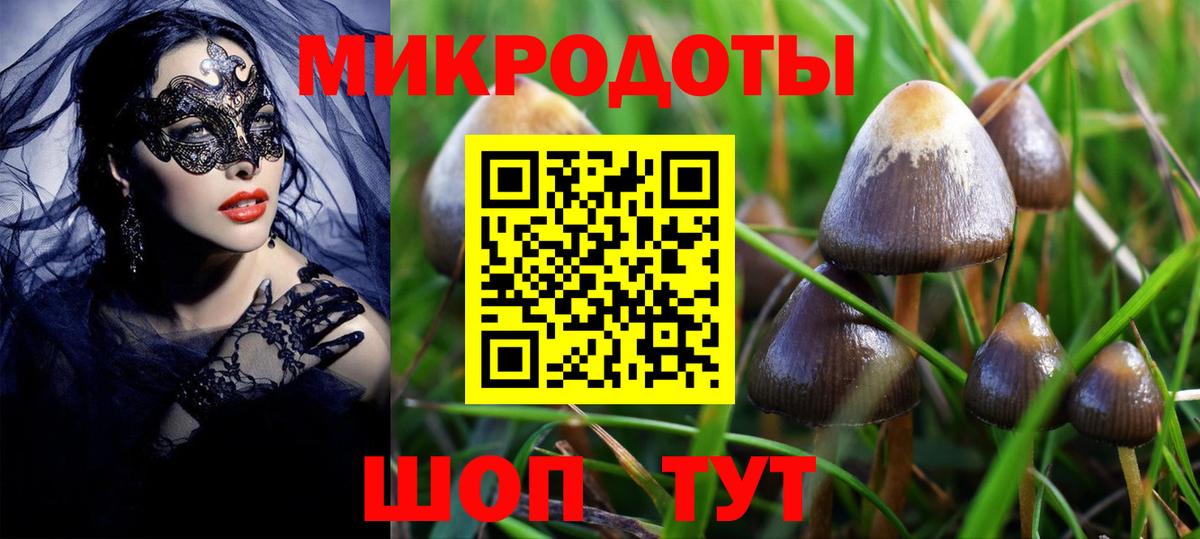 Псилоцибиновые грибы Psilocybe Кузнецк